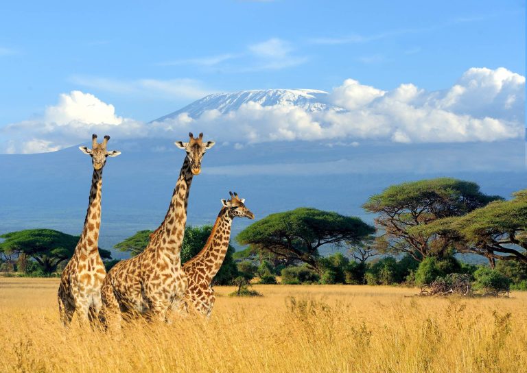 Kenya Tour
